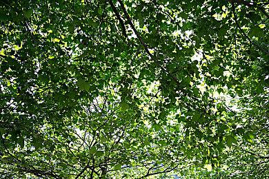 最懒惰肥猫参战《尼克儿童频道全明星大乱斗》